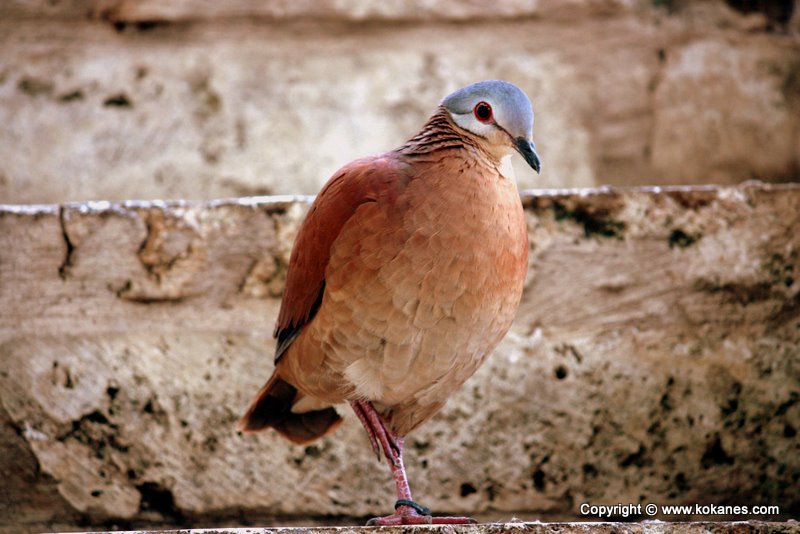 Chiriqui Quail-dove